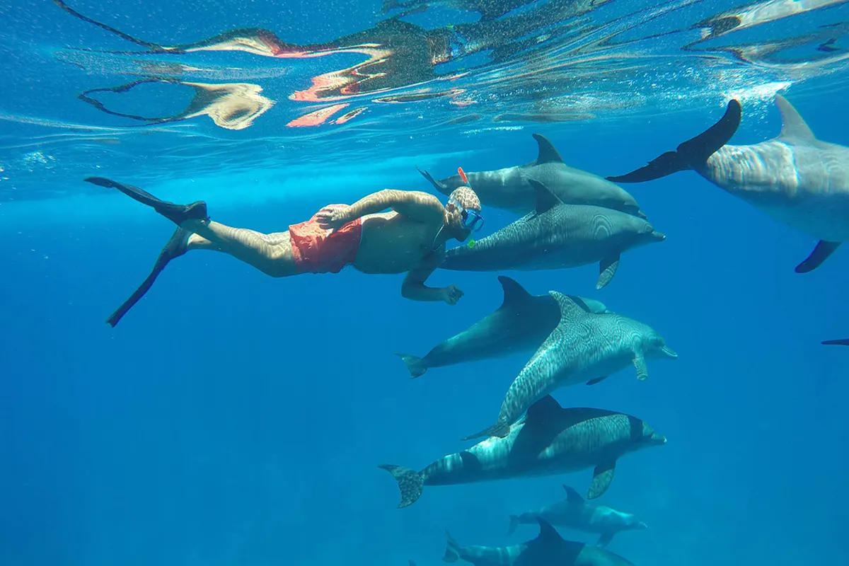 Дельфины в дикой природе — снорклинг в Хургаде