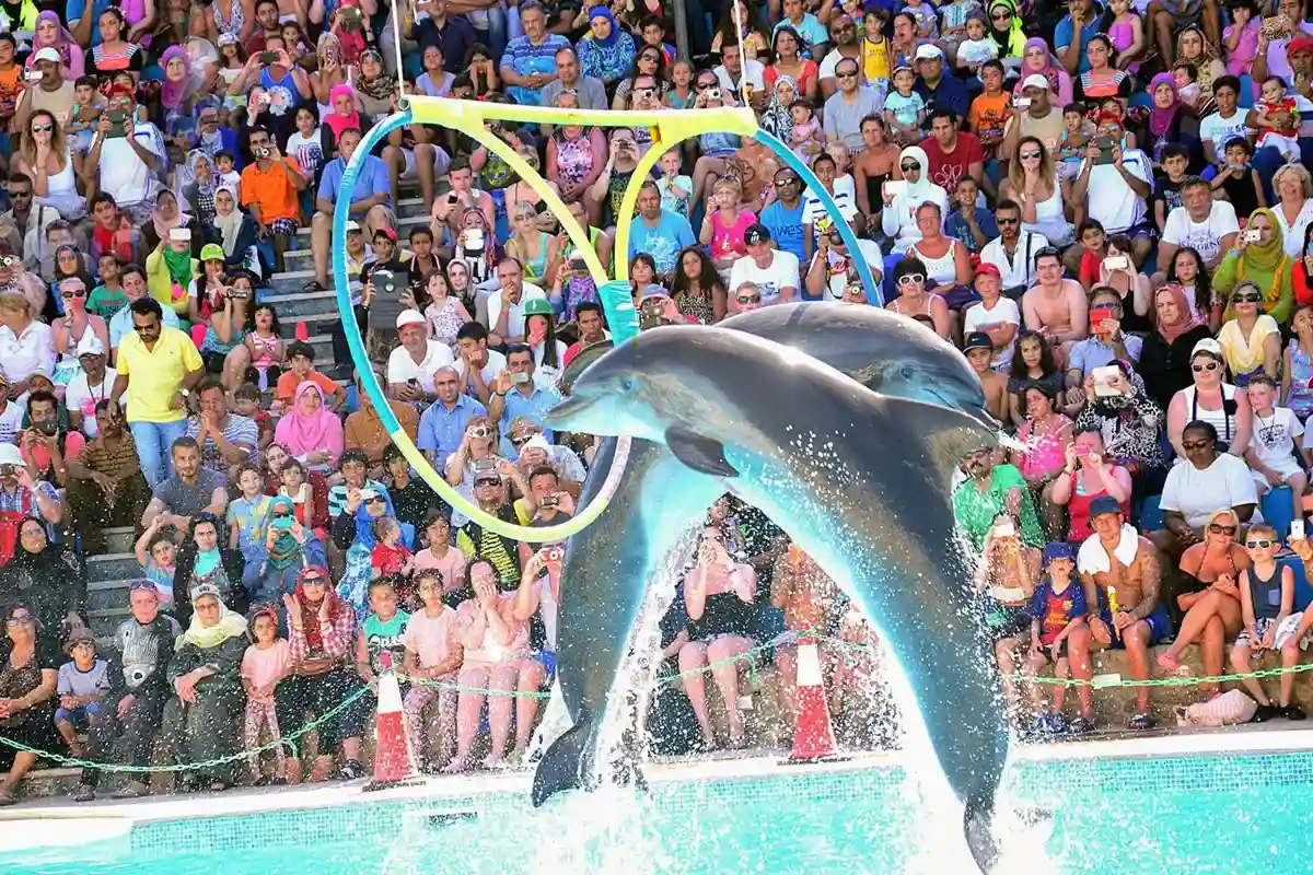 Дельфинарий Dolphin World в Макади Бей — шоу дельфинов и плавание